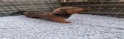 Dachshund dogs for sale: Karen in Swindon - Advert 4