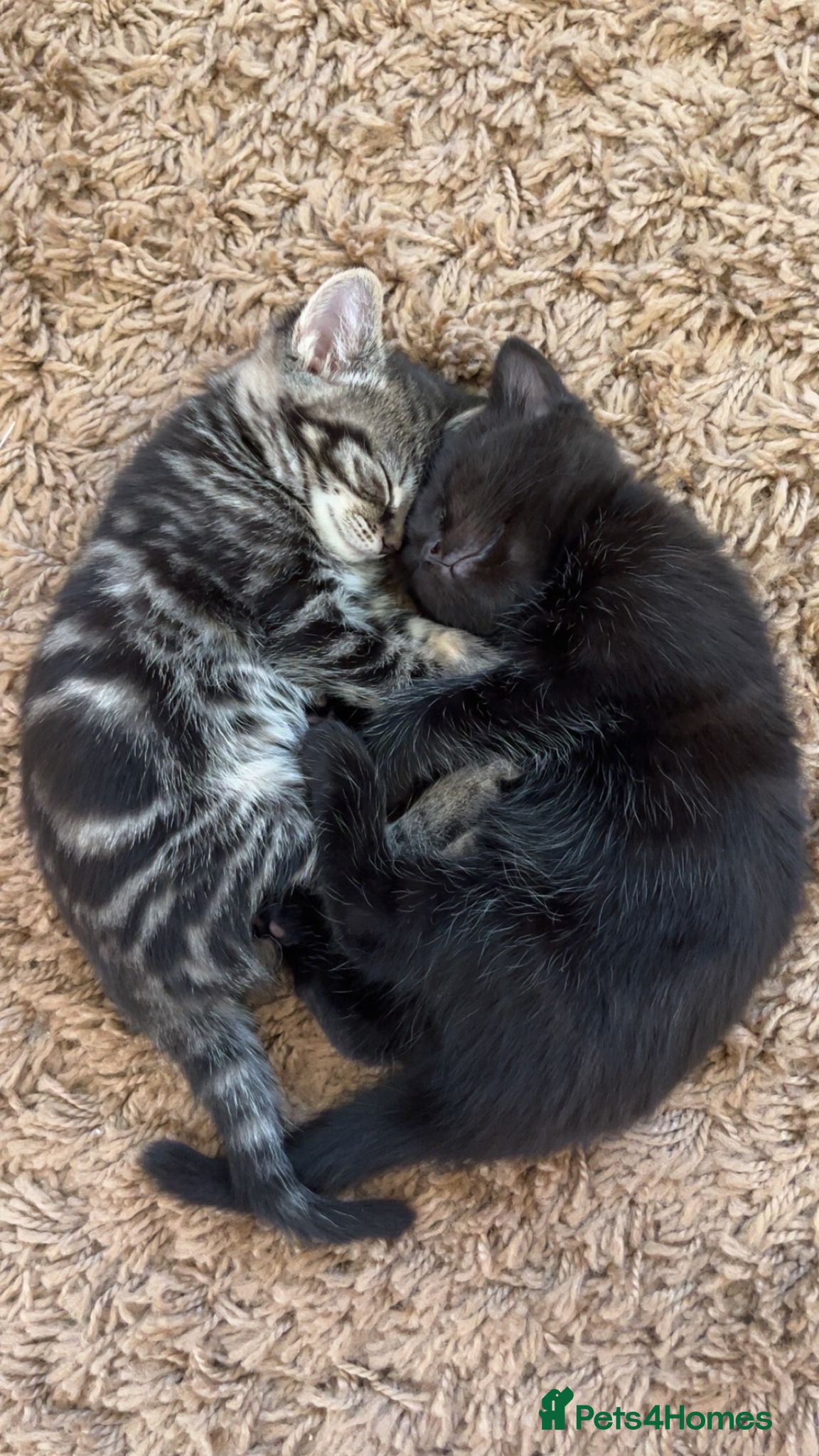 Mixed Breed cats Ragdoll x Maine Coon Kittens - Advert 1