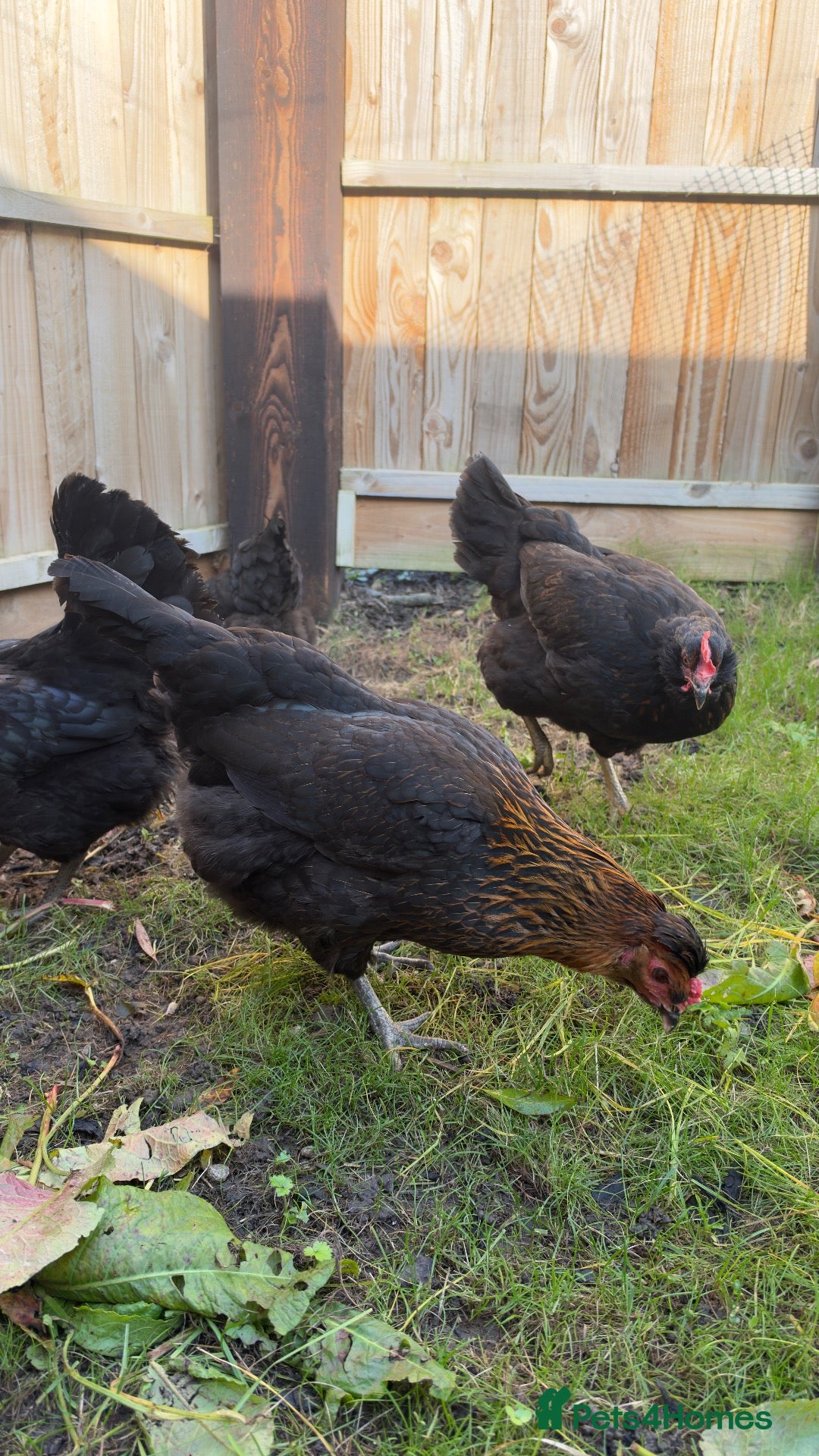 Mixed Breed poultry for sale: Chickens - Advert 2