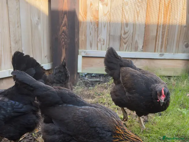 Mixed Breed poultry for sale: Chickens - Advert 2