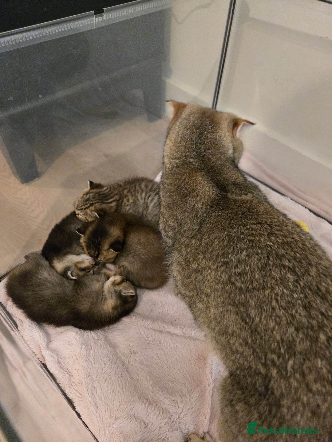 British Shorthair cats for sale: British Shorthair kittens STUNNING 🐈 😺  - Advert 4