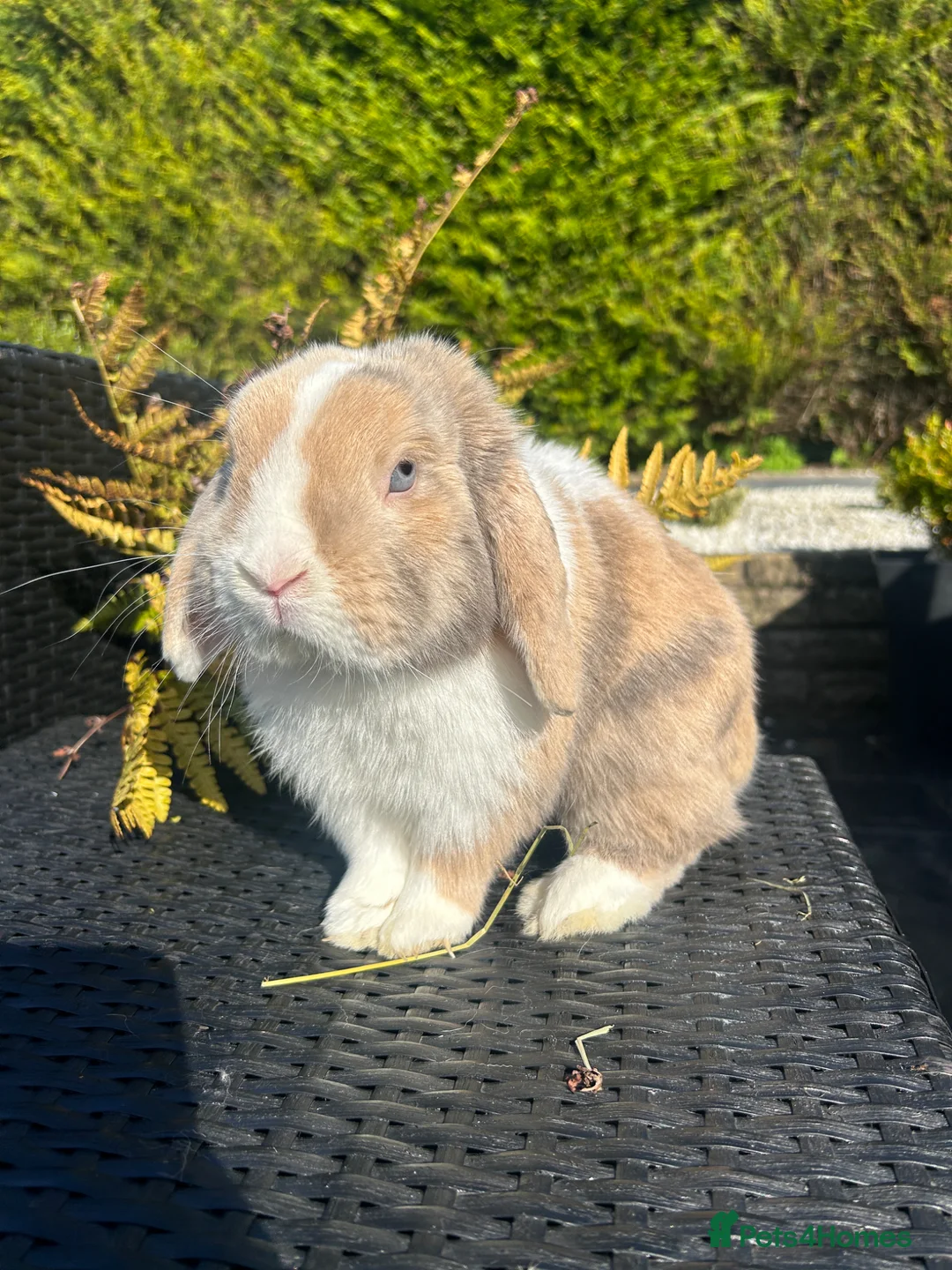 Mini Lop rabbits for sale: Adorable mini lops £85 - Advert 10