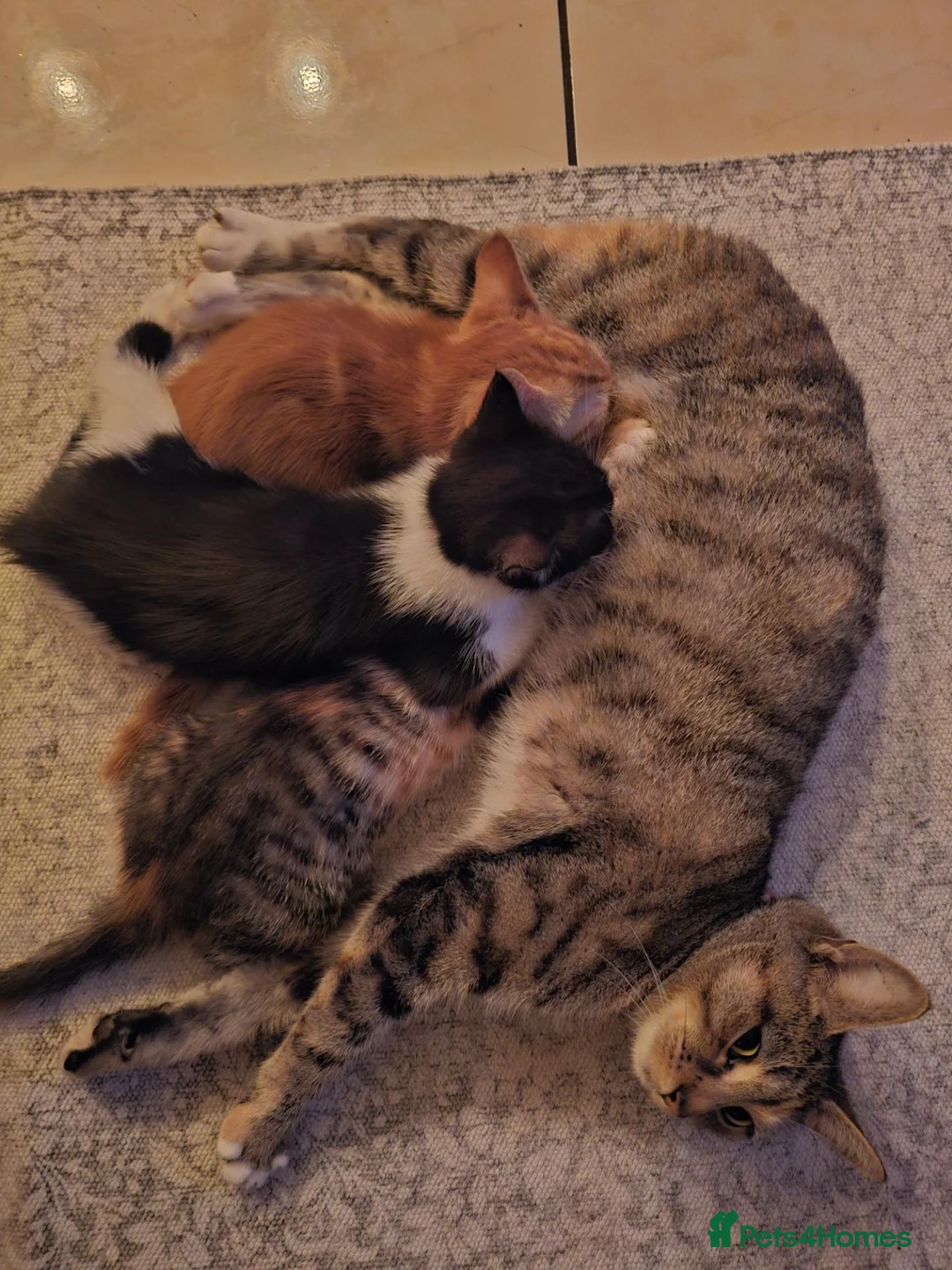 Mixed Breed cats for sale: BATMAN Kitten! Ready to go!  - Advert 9