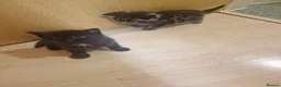 Mixed Breed cats for sale: Mixed Kittens - Advert 2