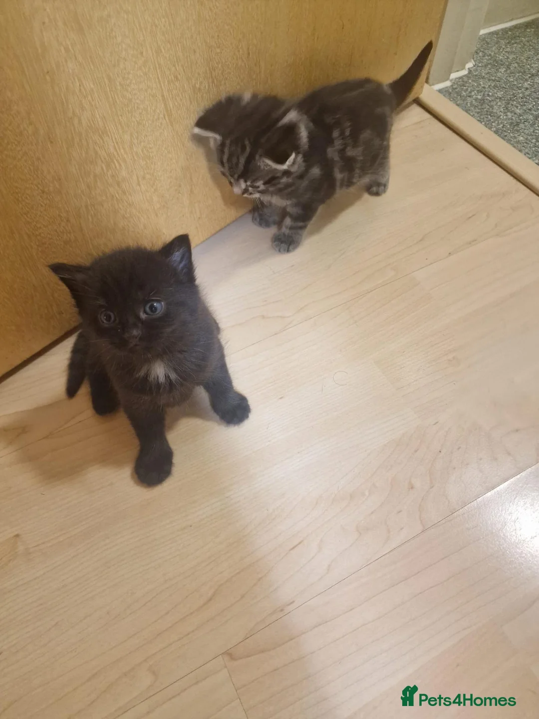 Mixed Breed cats for sale: Mixed Kittens - Advert 2