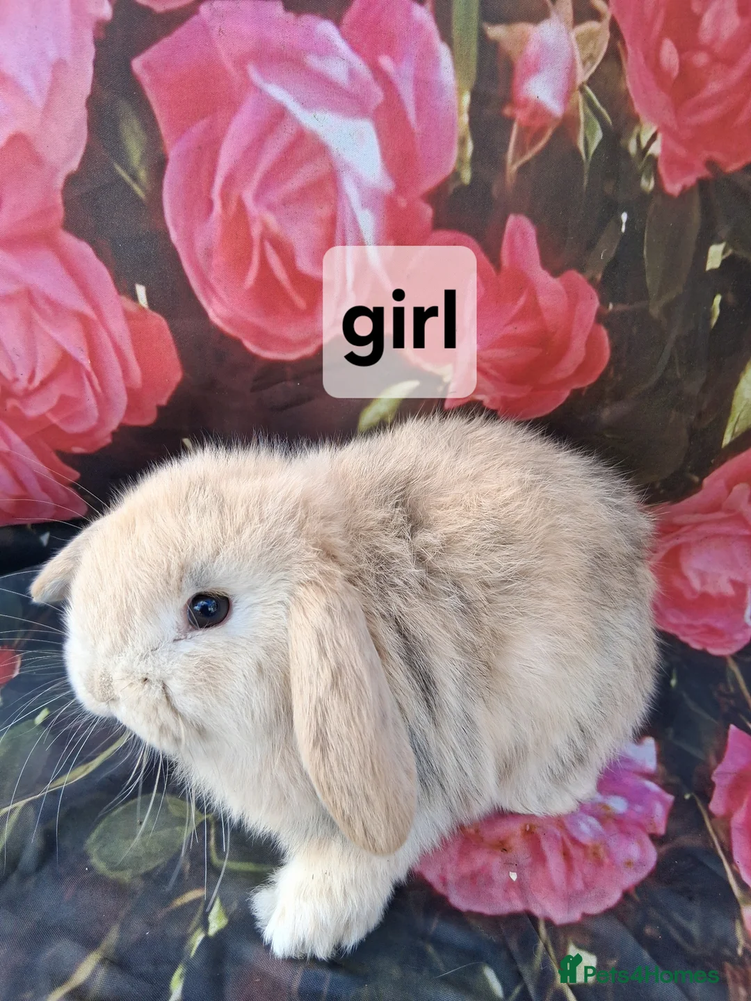 Mini Lop rabbits for sale: Pure mini lop baby rabbits/bunnies in Walsall - Advert 1