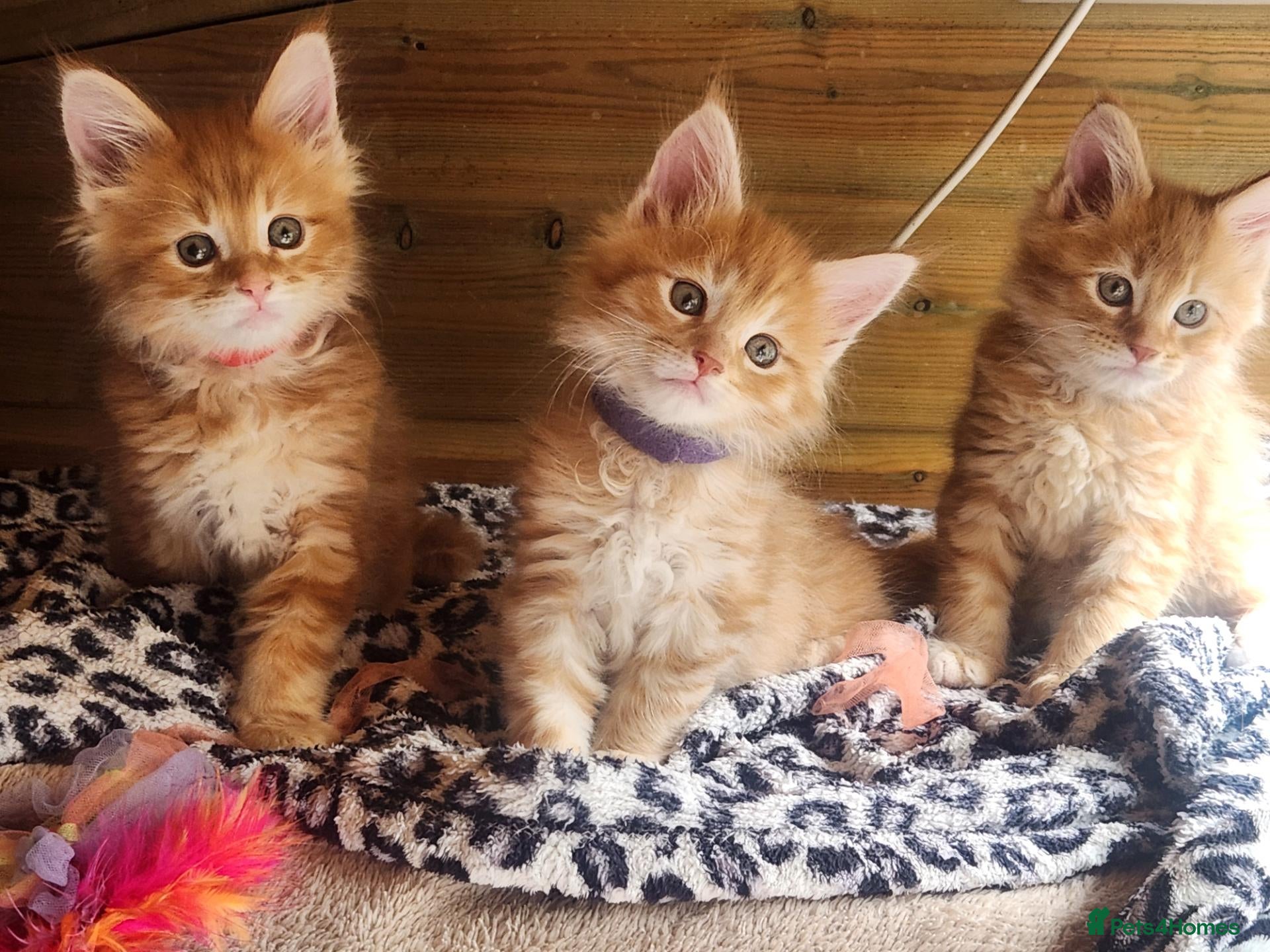 Maine Coon cats Maine Coon Ready Now!! Absolutely gorgeous! - Advert 14