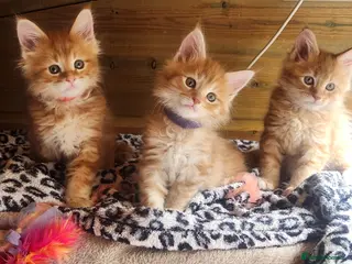 Maine Coon cats Maine Coon Ready Now!! Absolutely gorgeous! - Advert 14