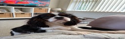 Cavalier King Charles Spaniel dogs for sale: 9 month old, trained CKCS puppy HEALTH TESTED - Advert 2