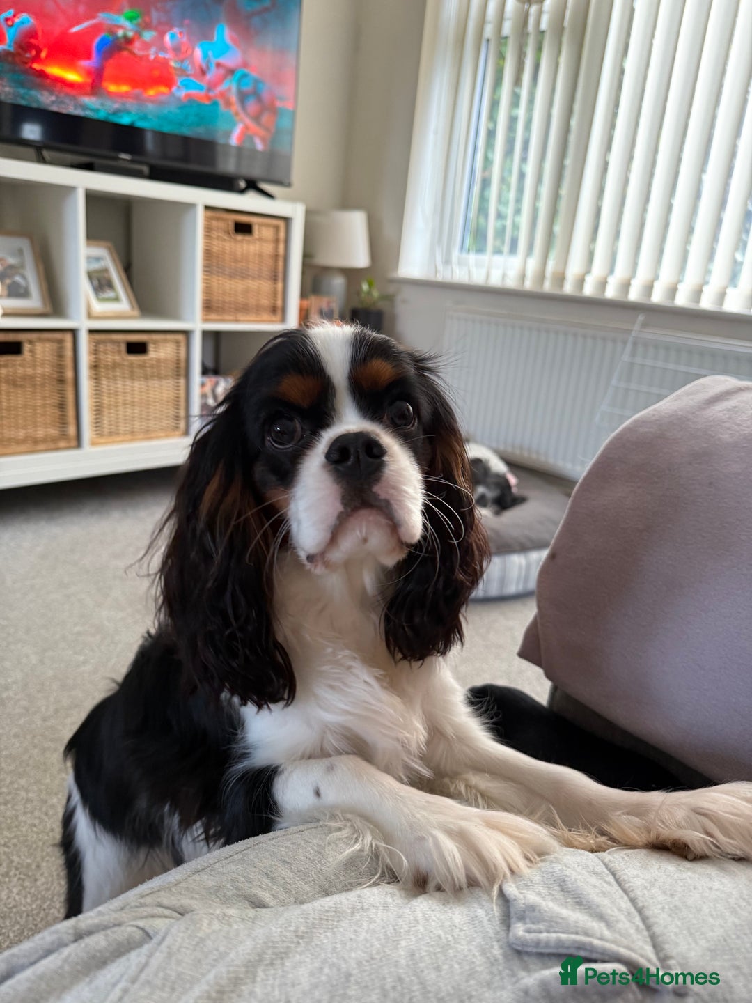 Cavalier King Charles Spaniel dogs for sale: 9 month old, trained CKCS puppy HEALTH TESTED - Advert 2