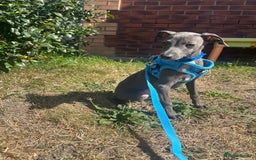 Italian Greyhound dogs for sale: Last blue boy kc reg ready now fully vaccinated  - Image 7