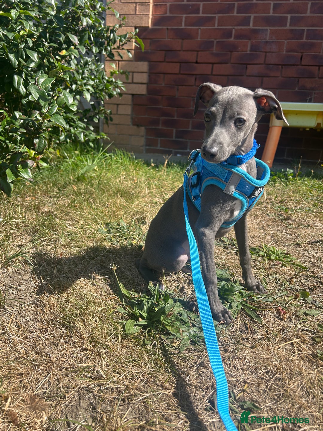 Italian Greyhound dogs for sale: Last blue boy kc reg ready now fully vaccinated  - Image 7