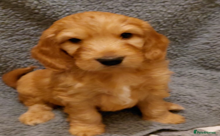 Mixed Breed dogs Australian Labradoodle puppies - Advert 10
