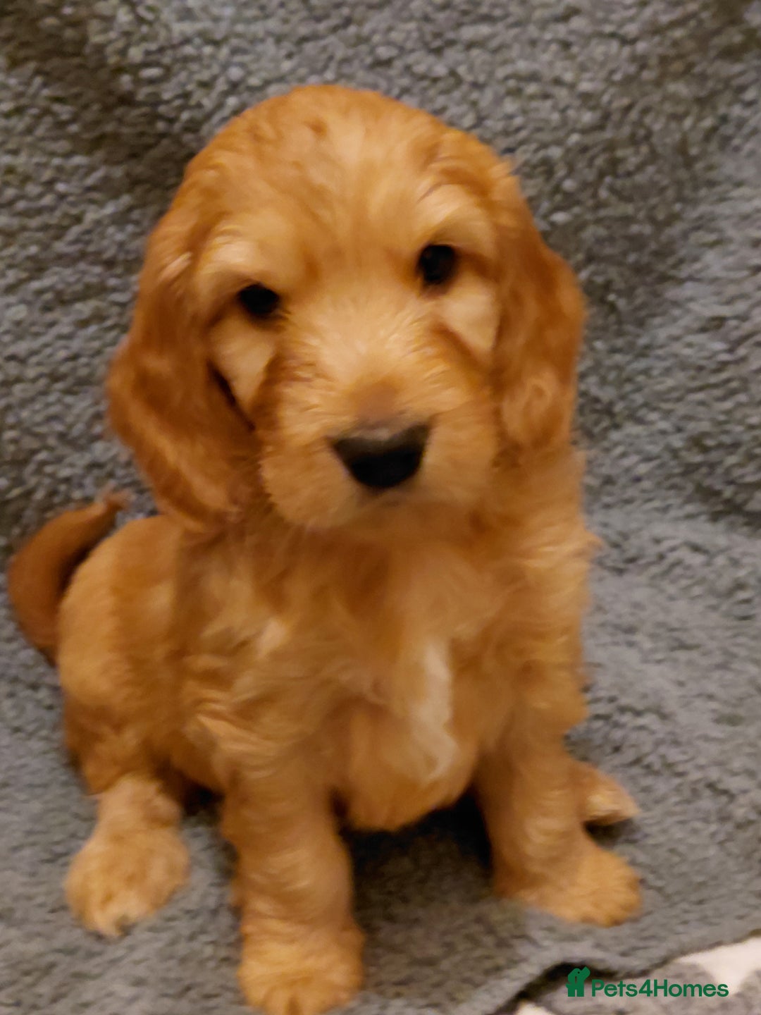 Mixed Breed dogs for sale: Australian Labradoodle puppies - Advert 3