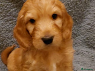 Mixed Breed dogs Australian Labradoodle puppies - Advert 5