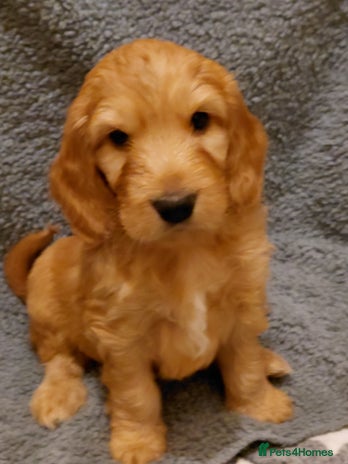 Mixed Breed dogs Australian Labradoodle puppies - Advert 10