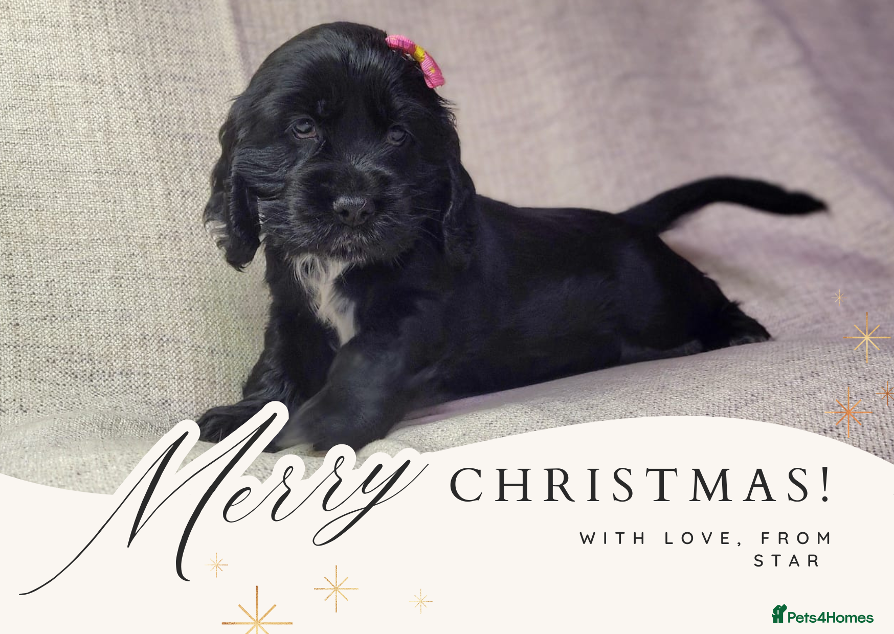 Cocker Spaniel dogs 🩷1 girl available🩷 show type cocker spaniels 🏡 - Advert 11