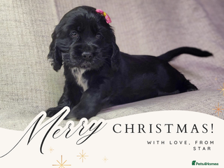 Cocker Spaniel dogs 🩷1 girl available🩷 show type cocker spaniels 🏡 - Advert 3