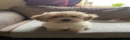Maltipoo dogs for sale: Pure Maltipoo Puppies   - Advert 12