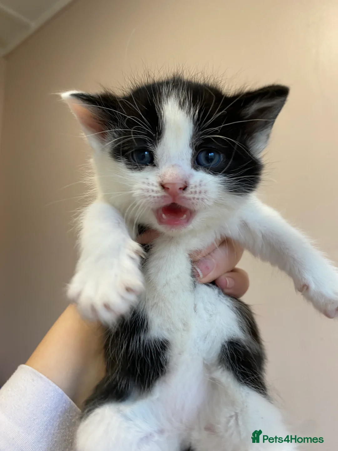 Mixed Breed cats for sale: Litter of 4 kittens - Advert 4