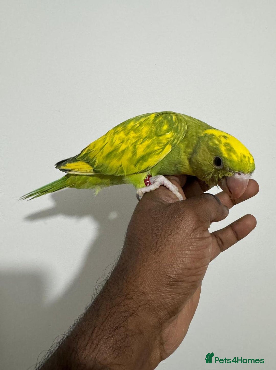 Ringnecks birds for sale: HAND REARED INDIAN RING NECK - Advert 8