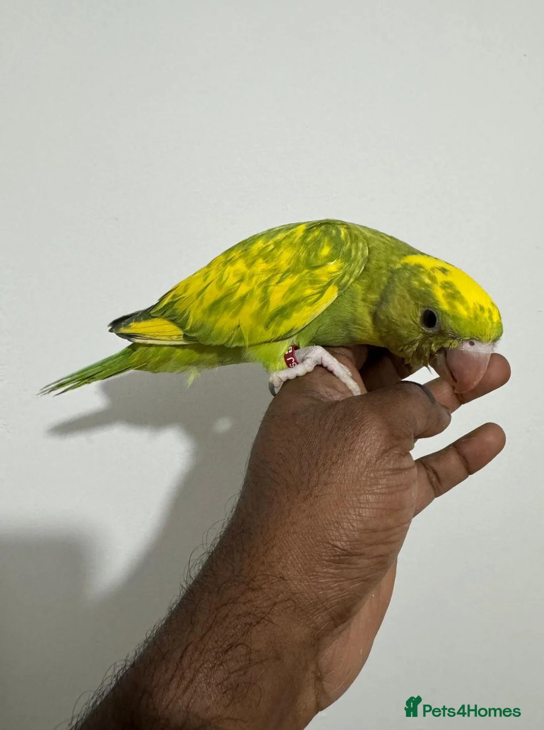 Ringnecks birds for sale: HAND REARED INDIAN RING NECK - Advert 8