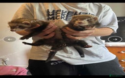 Ferret rodents for sale: Ferrets kits  - Image 3