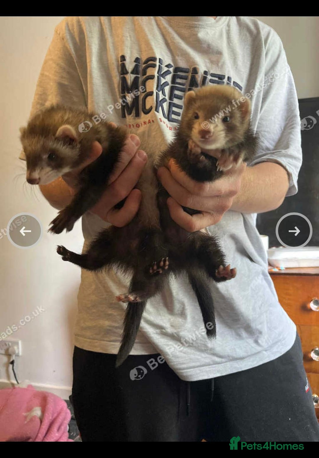 Ferret rodents for sale: Ferrets kits  - Image 3