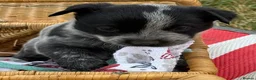 Australian Cattle Dog dogs for sale: Discover the Joy of Owning an Australian Cattles in Birmingham - Advert 5