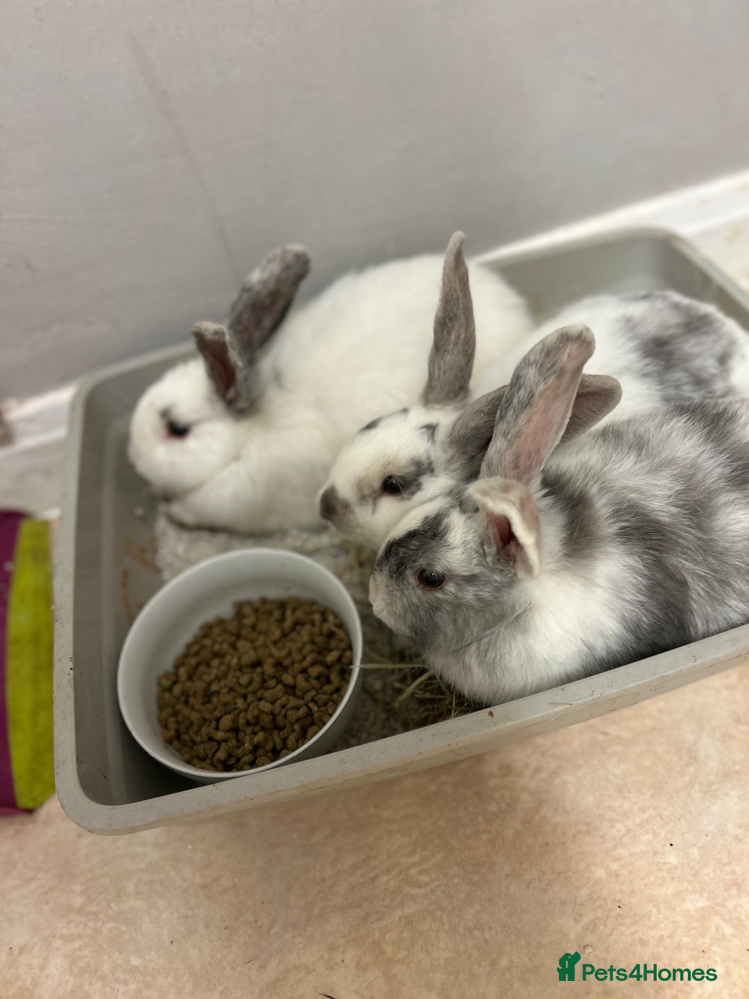 Mixed Breed rabbits for sale: Mixed bunnies - Image 11
