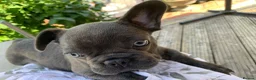 French Bulldog dogs for sale: Outstanding male puppy  - Advert 7