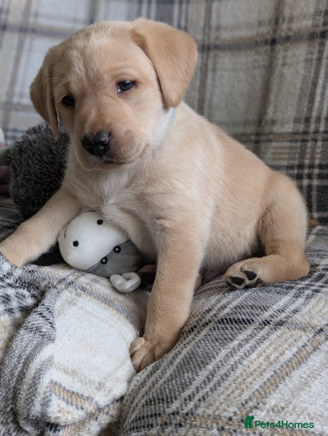 Labrador Retriever dogs for sale: Stunning labrador puppies from good working lines - Advert 9