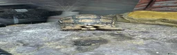 Tortoise reptiles for sale: 2 leopard tortoise with full setup in Bolton - Advert 2