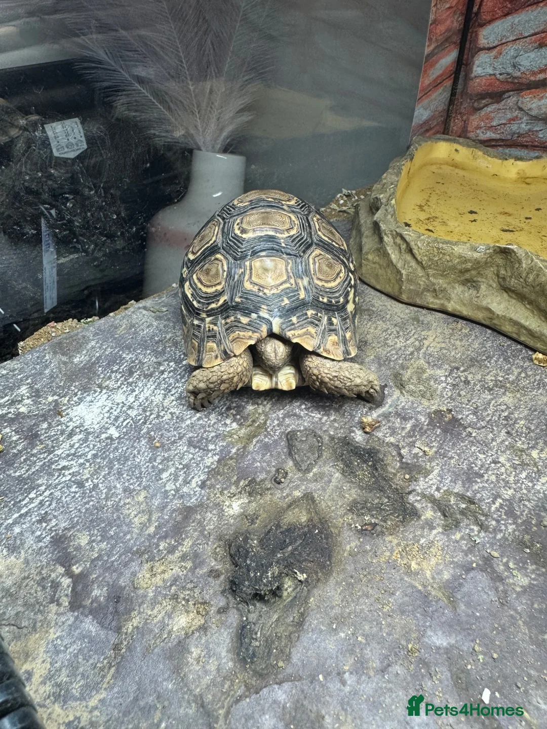 Tortoise reptiles for sale: 2 leopard tortoise with full setup in Bolton - Advert 2