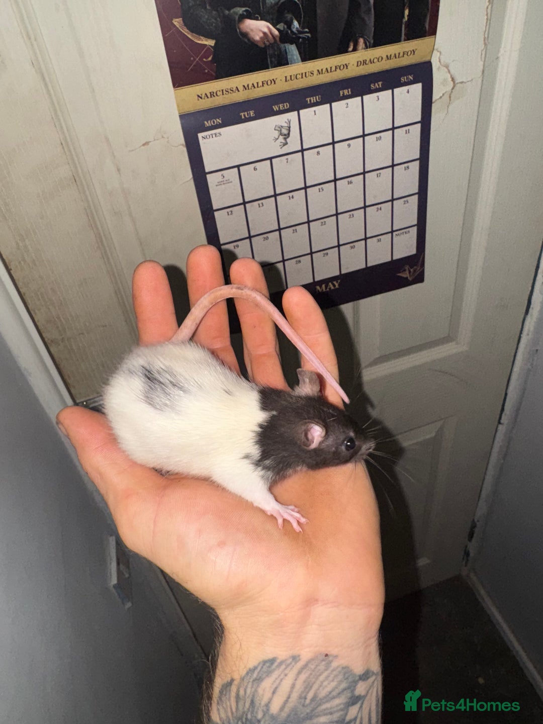 Rat rodents for sale: Fancy rats - Advert 4