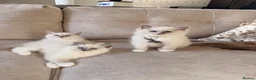 Ragdoll cats for sale: Beautiful Ragdoll Kittens - Advert 4