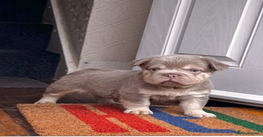 French Bulldog dogs - Advert 12