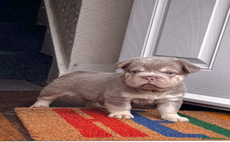 French Bulldog dogs - Advert 12
