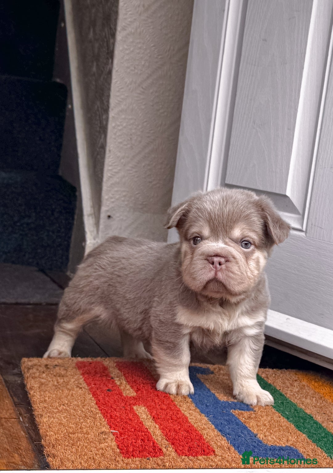 French Bulldog dogs for sale: Your next best friend  - Image 1