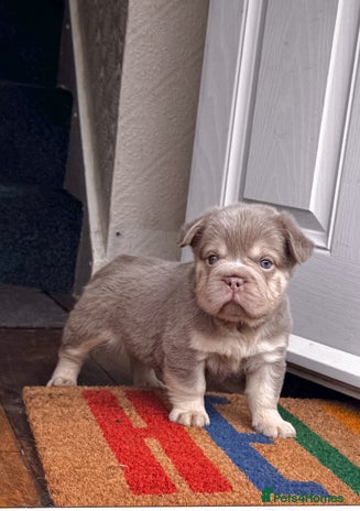 French Bulldog dogs - Advert 2