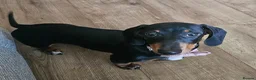 Miniature Dachshund dogs for sale: 4 month old female miniature dachshund  - Advert 2