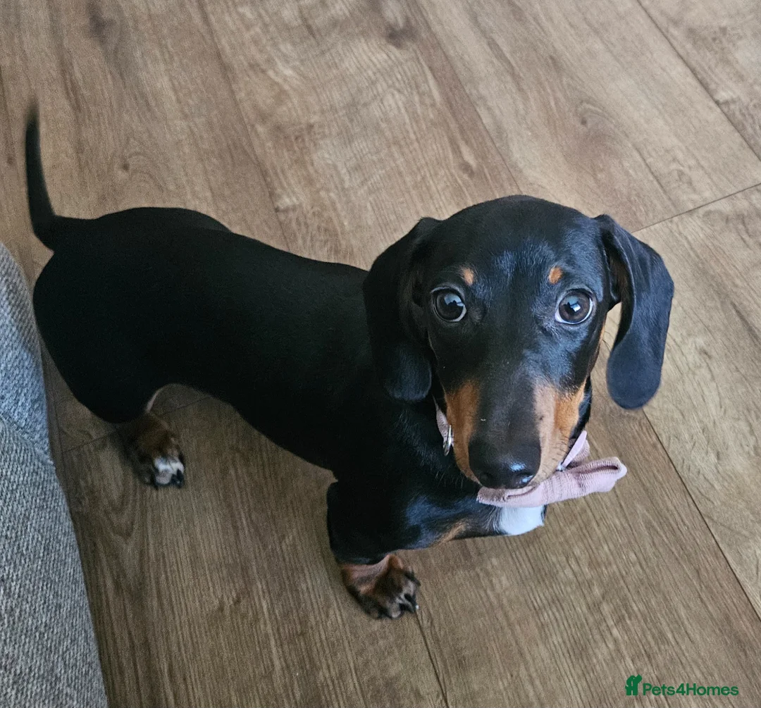Miniature Dachshund dogs for sale: 4 month old female miniature dachshund  - Advert 2