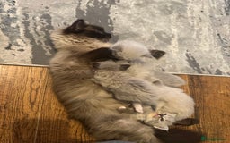 Ragdoll cats for sale: Ragdoll kittens - Image 12