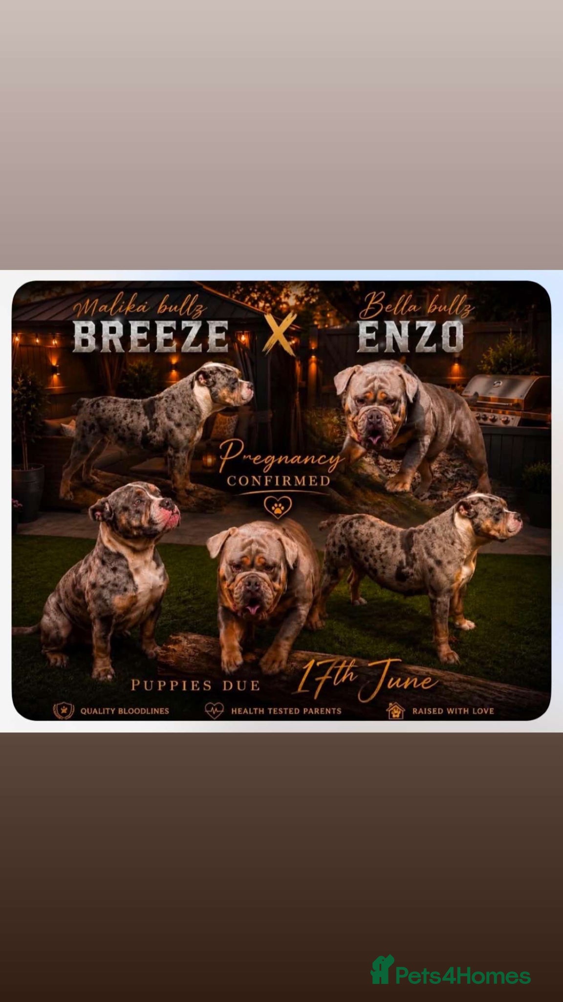 Olde English Bulldogge dogs Old English bulldogs  - Advert 2