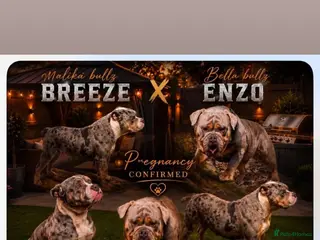 Olde English Bulldogge dogs Old English bulldogs - Advert 3