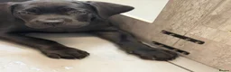 Cane Corso dogs for sale: 🐾 1 BOY LEFT CANE CORSO PUPPIES🐾 - Advert 4