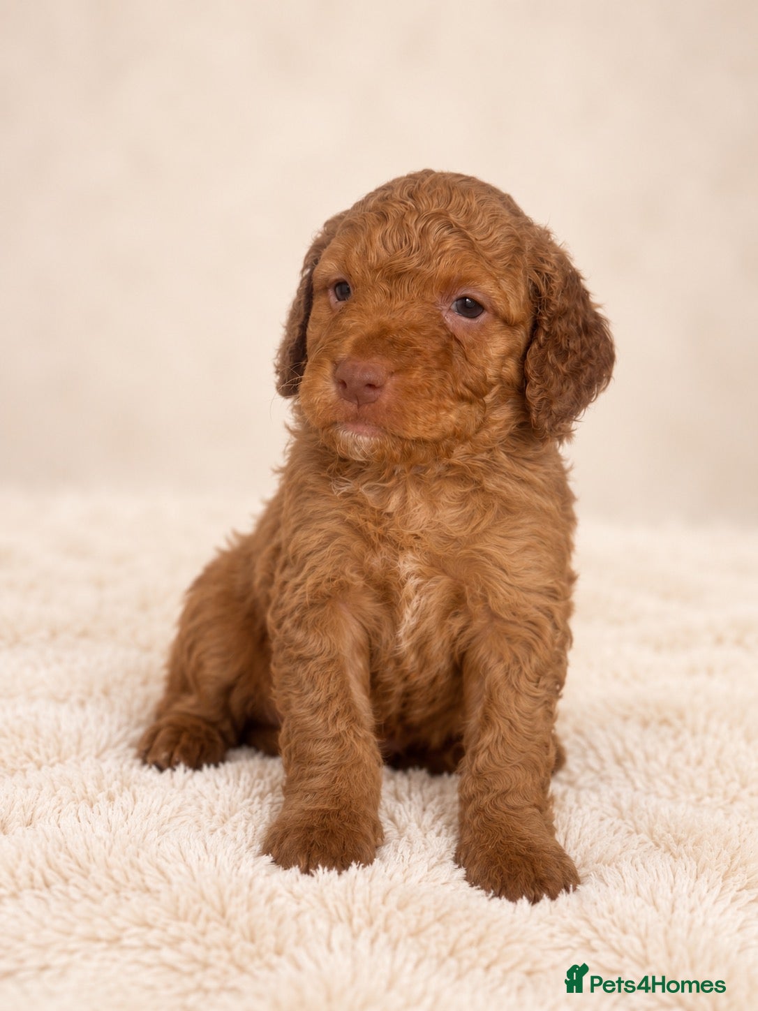 Cockapoo dogs F2 Merle apricot red and white Cockapoo puppies ❤️ - Advert 2