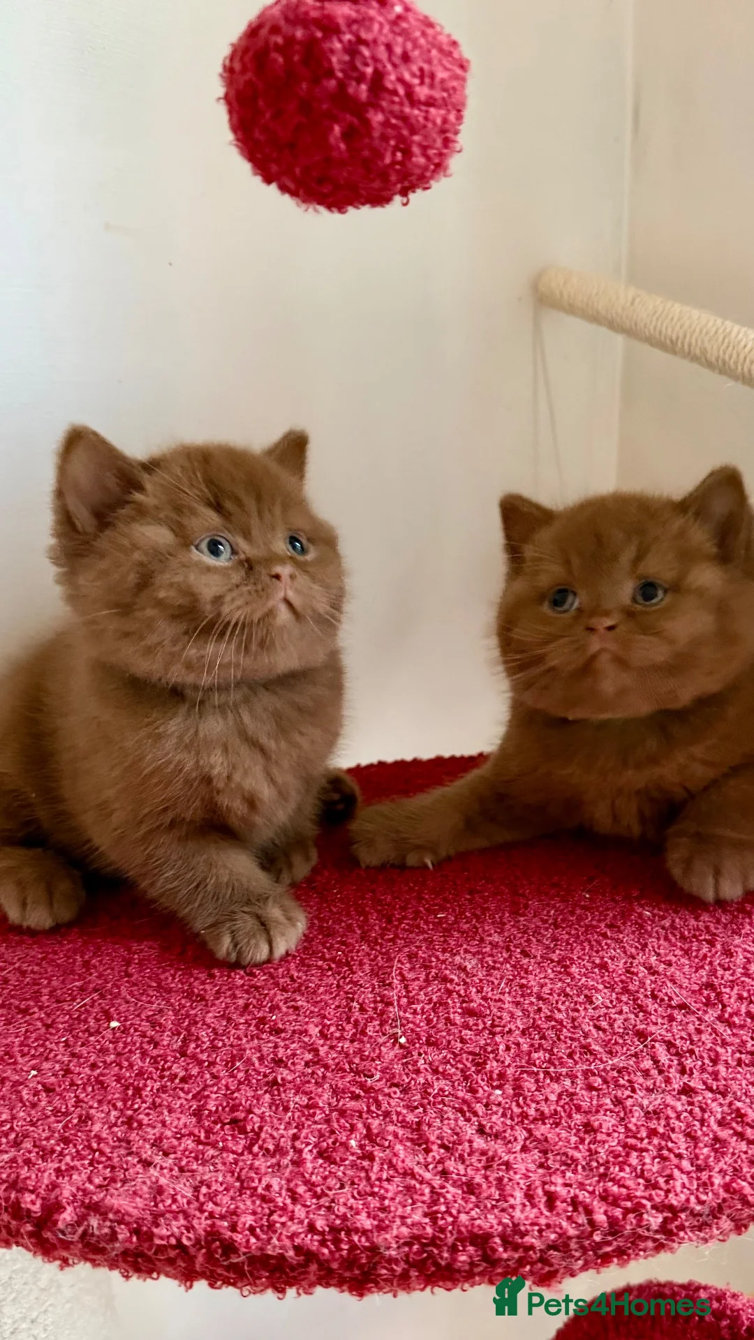 British Shorthair cats for sale: BSH show quality cinnamon kittens  - Advert 2