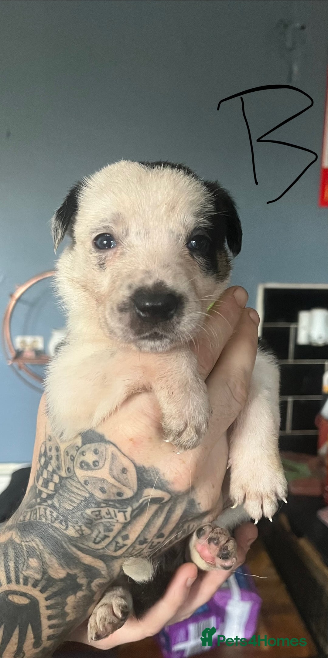 Border Collie dogs for sale: Border collie puppies - Image 4