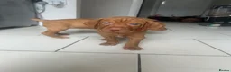 Hungarian Vizsla dogs for sale: Chunky KC Registered Hungarian Vizsla Puppies in Littleborough - Advert 17